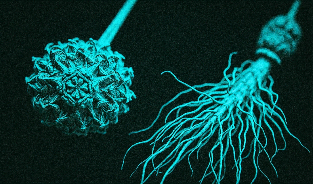 Détail de racines séchées