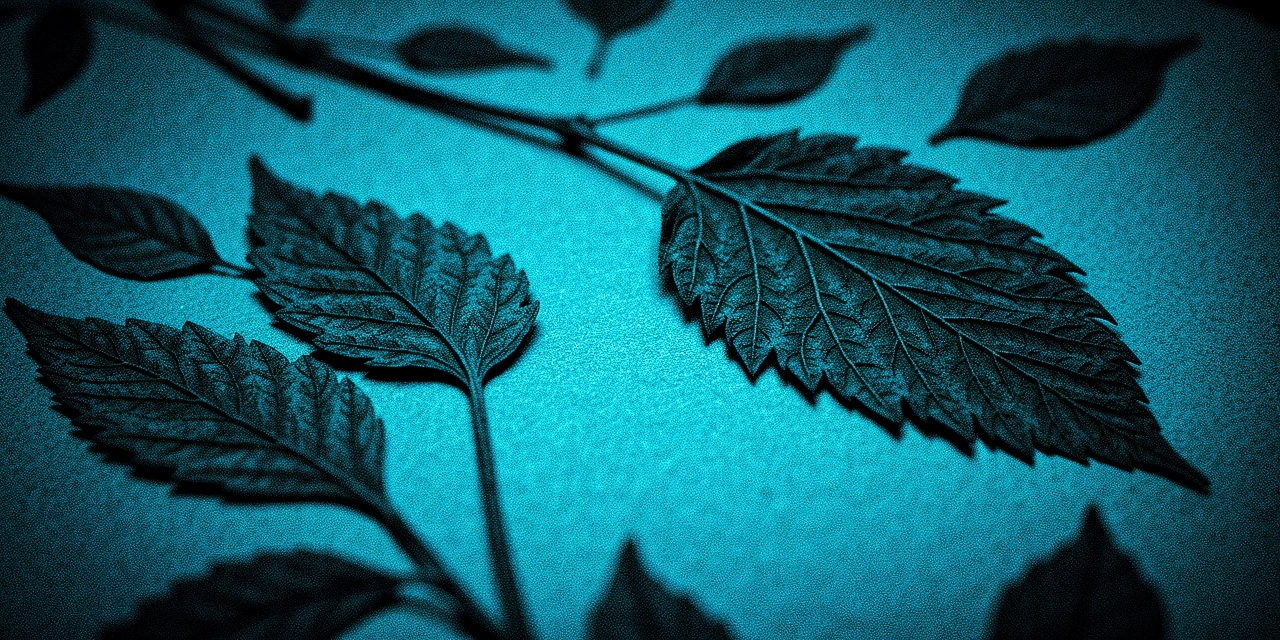 Archive de ressources